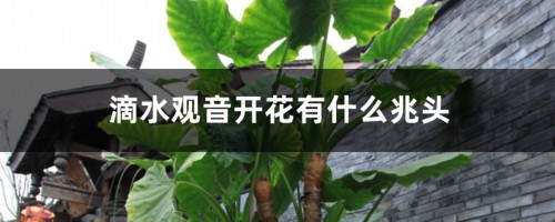 滴水观音开花有什么兆头