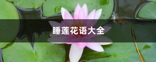 睡莲花语大全