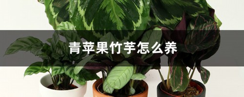 青苹果竹芋怎么养