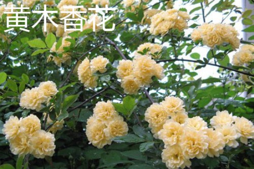 黄木香花