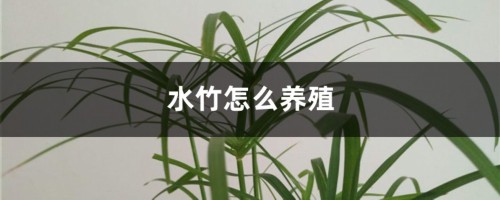 水竹怎么养殖