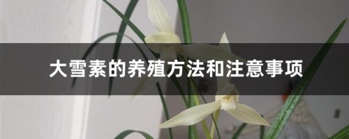 大雪素的养殖方法和注意事项