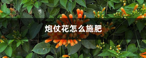 炮仗花怎么施肥