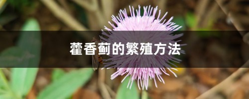 藿香蓟的繁殖方法