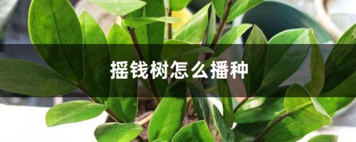 摇钱树怎么播种