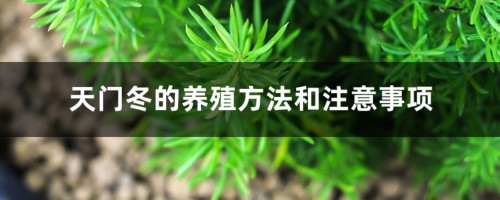 天门冬的养殖方法和注意事项